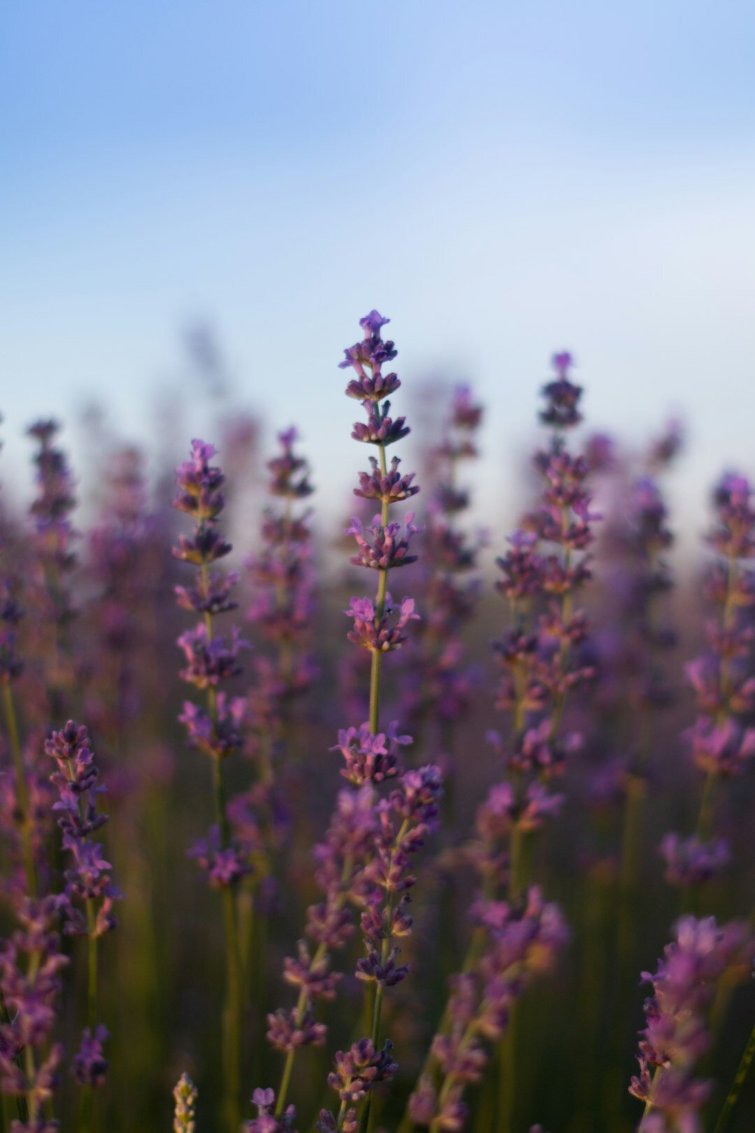 Fine art print of Hvar lavender field rows