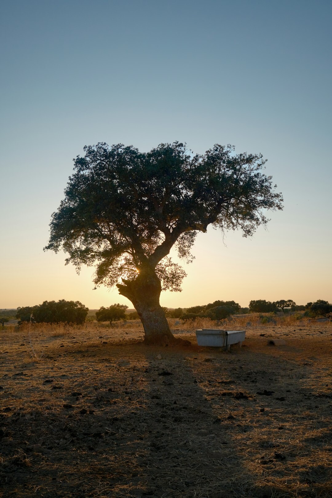 Fine art print of solitary olive tree on stone terrace